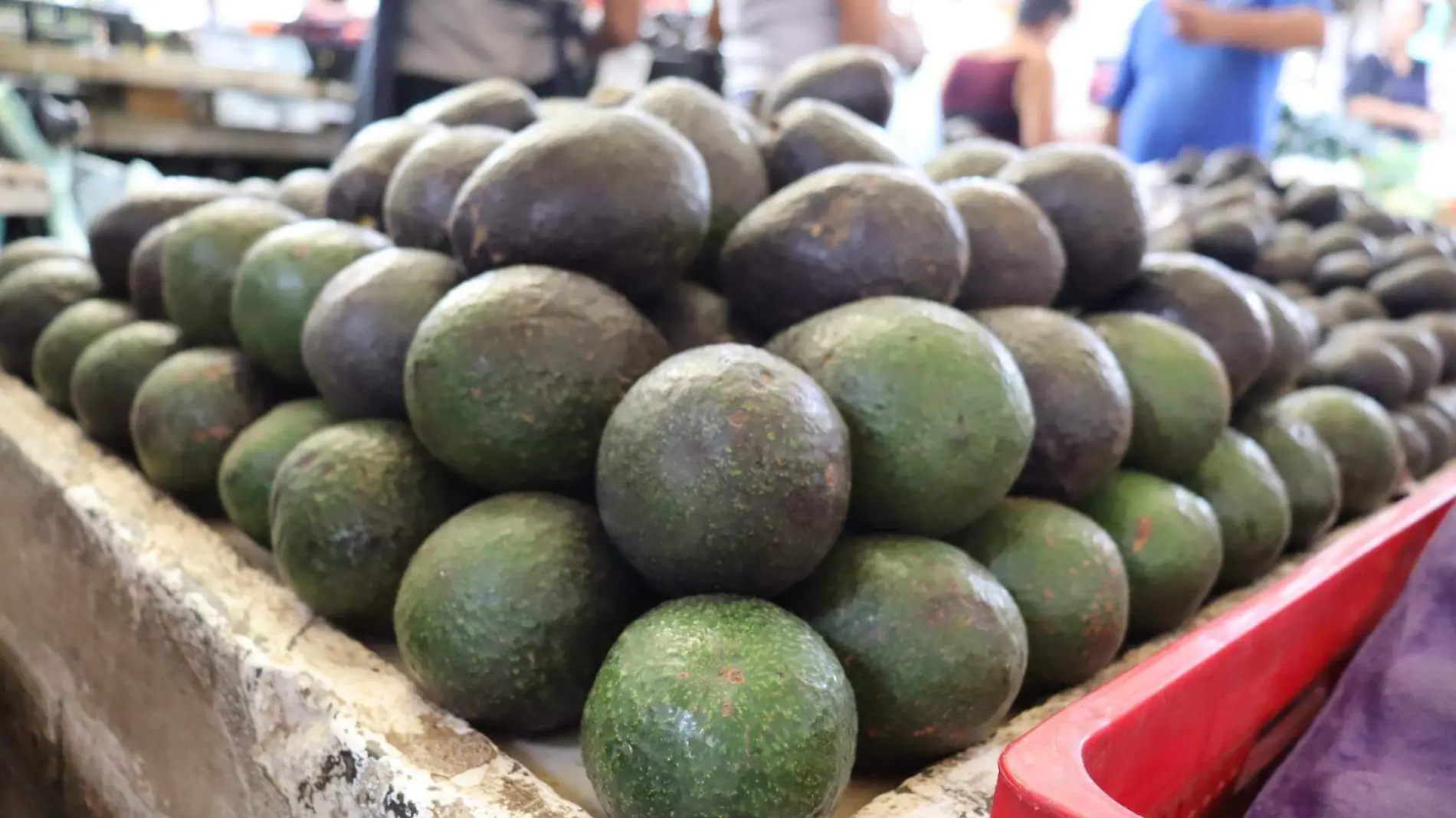 Aguacate-Oro verde